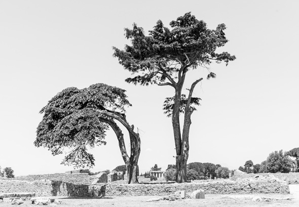 Roman trees